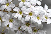 Saxifraga lantoscana